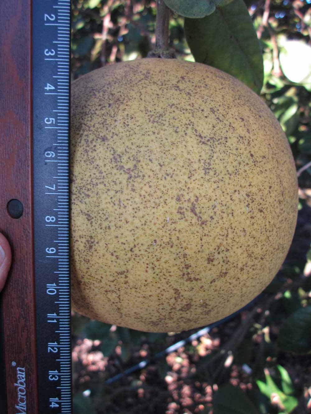            Fruit (Winter Haven, FL)   